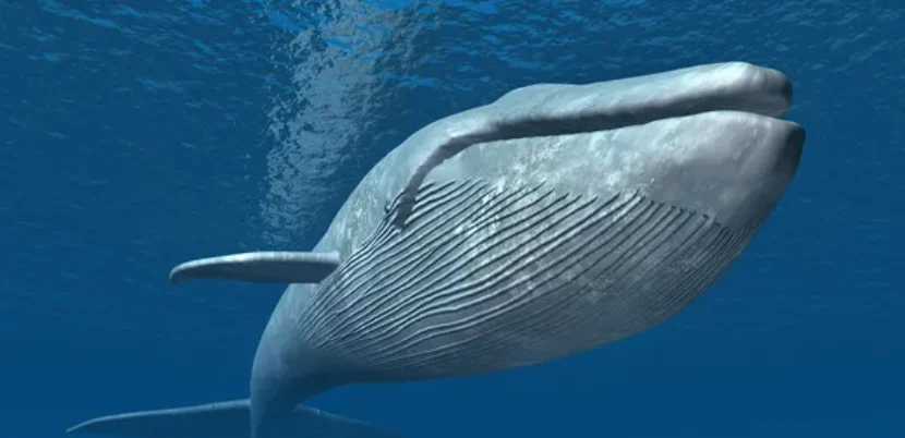Megalodon Blue Whale
